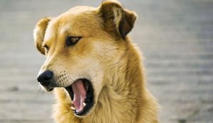 Best Breath Freshener for Dogs