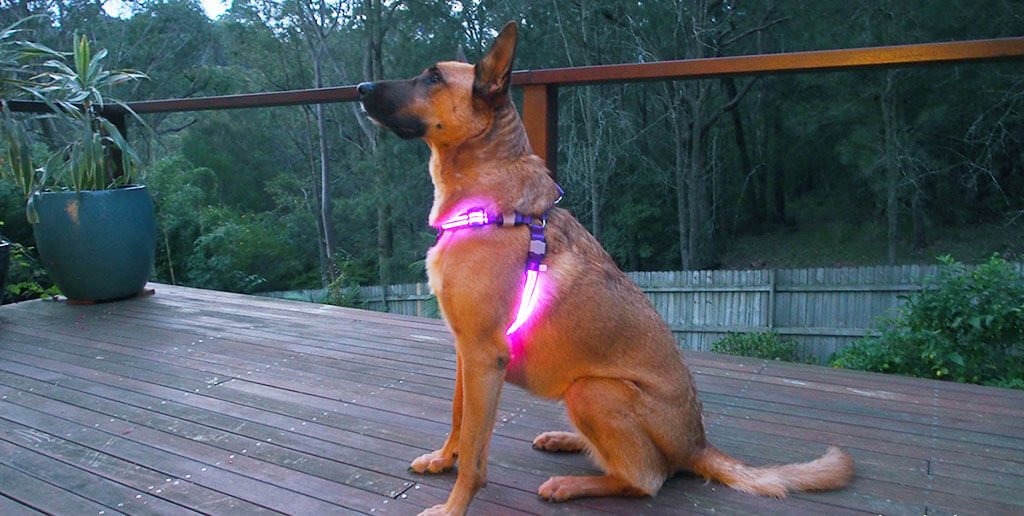 LED dog harness Best LED Dog Harnesses