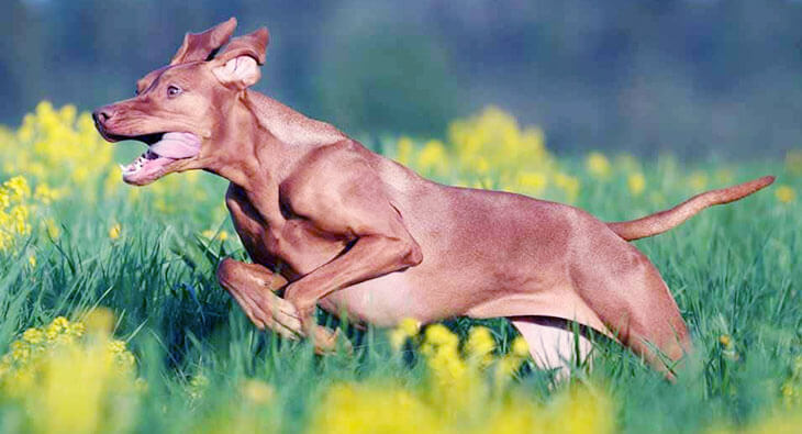 Best Chew Toys for Vizslas