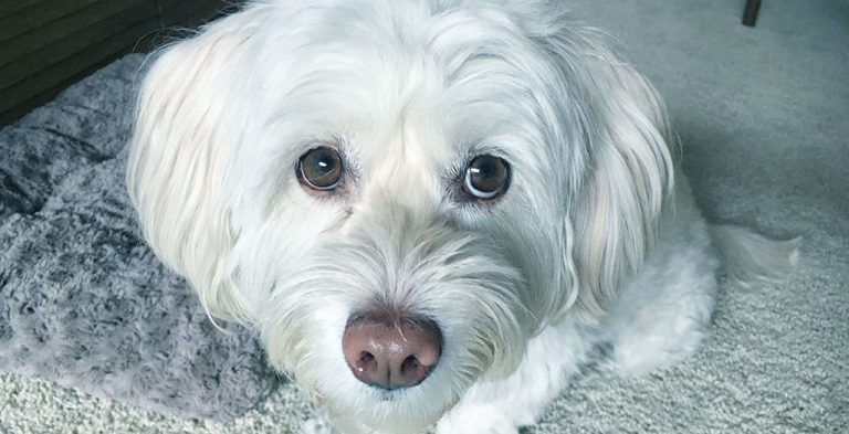 Can Havanese Be Aggressive