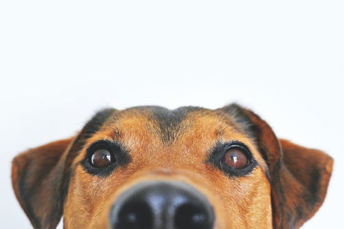The Best Dog Foods for Diabetic Dogs