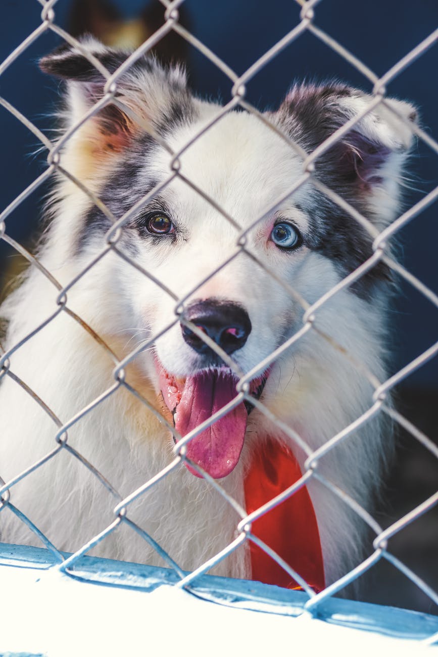 Note for Cage Training