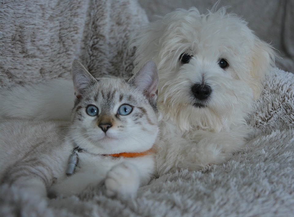  Can a Dog Impregnate a Cat?