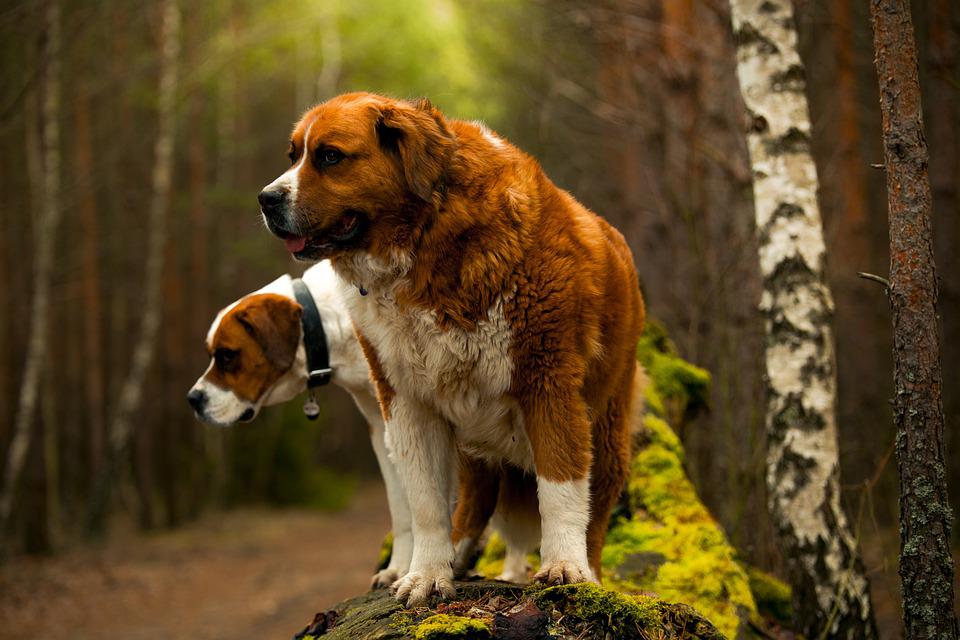 Why is My Saint Bernard Aggressive?