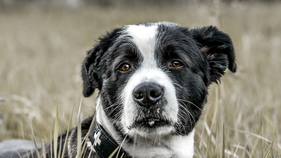 Does Invisible Fence Make Dogs Aggressive?
