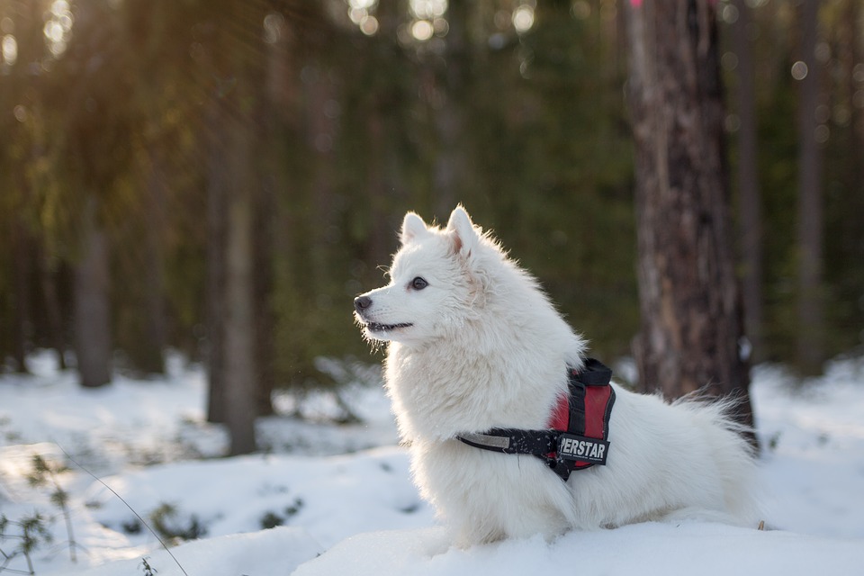 How Do You Train a Dog to Stay in an Invisible Fence?
