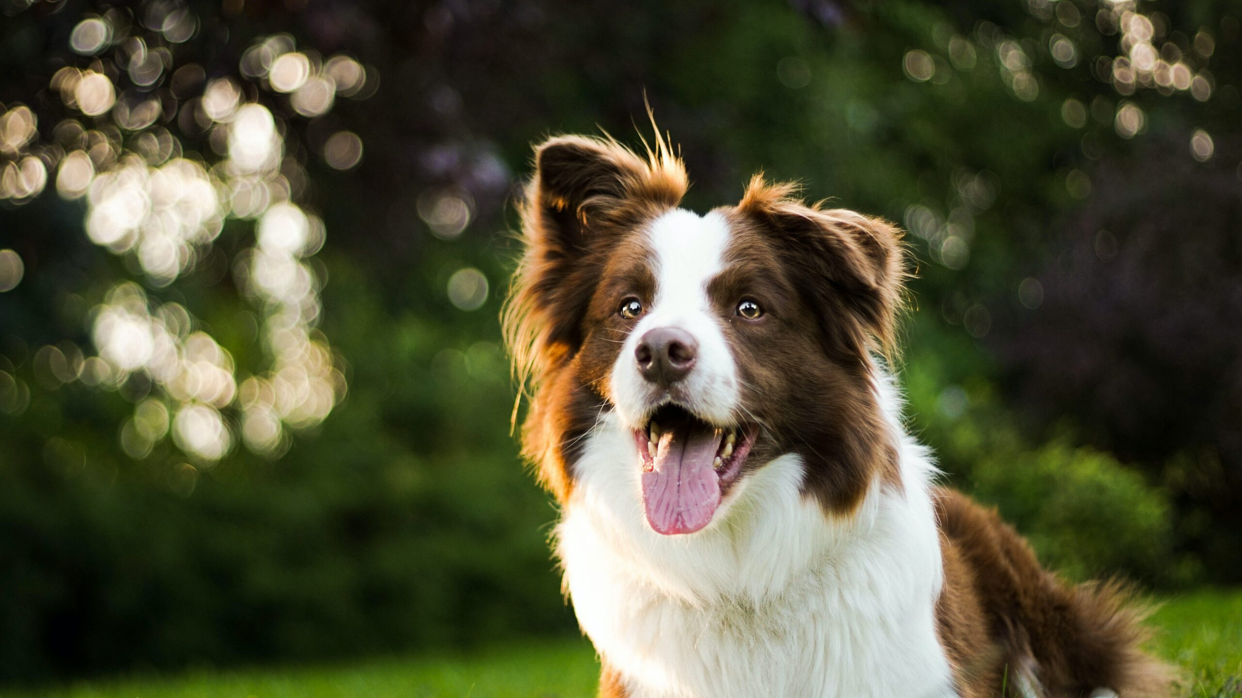 What Should Border Collies Not Eat?